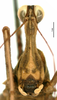 CollectionObject 1581844; dfb5258b-b321-451e-8717-c3e5f845235b: male, frontal view (holotype). (CollectionObject).