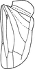 Hind wing on Bolanusoides heros Distant, 1918: Hind wing. (Observation).