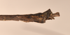 CollectionObject 1560849; 4101d71e-1523-4797-8024-8c5ff66e4919: copyright OUMNH. male: end of abdomen, lateral view (holotype). (CollectionObject).