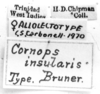 CollectionObject 1521534; 4a56a2de-6ce4-43b1-ad5b-fb2ea64816e9: Image Carbonell, C.S. labels (lectoallotype of Cornops insularis). (CollectionObject).