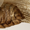 CollectionObject 1530645; 482fa01e-ba8d-4dc2-8a51-66399b3ab053: male abdomen tip, lateral view (holotype). (CollectionObject).