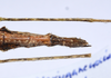 CollectionObject 1576336; 3be6773e-bf25-4d89-95a5-104c73166391: copyright ZRC, Singapore. female: end of abdomen, ventral view (holotype). (CollectionObject).
