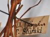 CollectionObject 1561182; ca722f59-5ae0-4d4f-8225-88a048e4085c: copyright NTUC. male, data label (syntype). (CollectionObject).;CollectionObject 1561183; 82a3663e-d3c8-40f6-994b-015a810d7a76: copyright NTUC. male, data label (syntype). (CollectionObject).