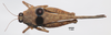 CollectionObject 1599705; 477ed115-6937-42a7-8920-1ae14762bccc: male, dorsal view (paratype). (CollectionObject).