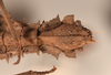 CollectionObject 1561554; 6cdbe08b-dbcd-4592-830b-23e49866e842: copyright UMO. female, end of abdomen, ventral view of synonym Acanthoderus spiniventris (syntype). (CollectionObject).;CollectionObject 1561555; effcc6fe-eba2-4459-a612-4ec6e76c6540: copyright UMO. female, end of abdomen, ventral view of synonym Acanthoderus spiniventris (syntype). (CollectionObject).