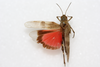 CollectionObject 1581013; ece17b1a-41db-4438-846d-71055702d984: female, dorsal view (syntype). (CollectionObject).
