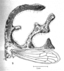 Habitus, lateral view on Cladonota (Lobocladisca) occidentalis (Strümpel, 1972): (Observation).