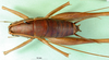 CollectionObject 1500217; 6c55a45a-7869-41f1-bc12-e8d7232b2bad: male, dorsal view (syntype). (CollectionObject).