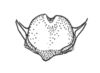 Ceuthophilus (Geotettix) guttulosus guttulosus Walker, 1869: Fig. 764. Subgenital plate (male). (Otu).