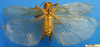 CollectionObject 1530647; 740057ca-cd1f-4ef7-9ebc-205f097a4d93, DORSA SSgryafrHTM: male, dorsal view (holotype). (CollectionObject).