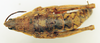 CollectionObject 1518509; 542d7855-99ef-4081-a0fd-4b7f1008ca56: female, dorsal view (holotype). (CollectionObject).