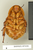 CollectionObject 1572939; 80e1770e-8f49-4427-8fc1-d48b80585464: Copyright Natural History Museum, London. Non-type (adult male) in BM(NH). Ventral view. (CollectionObject).