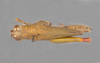 CollectionObject 1524984; 0391b217-c354-4c7e-8925-74ae50b2f9dc: female, dorsal view (holotype). (CollectionObject).