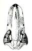 Head, frontal view on Krocodona sauridion Kramer, 1964: Female: head, frontal view. (Observation).