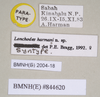 CollectionObject 1559453; 578e9e2a-4691-4089-8e01-37838b64286b: copyright Natural History Museum, London. female, data labels (paratype). (CollectionObject).;CollectionObject 1559454; ebecc9ec-62c2-4dee-968b-3db0f117c7ff: copyright Natural History Museum, London. female, data labels (paratype). (CollectionObject).