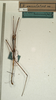 CollectionObject 1560899; 87fe6e04-7a35-4a95-a62c-e3d57231784d, NMW 602: copyright NMW, Vienna. male (holotype). (CollectionObject).