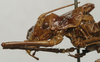 CollectionObject 1535214; a0d862bf-06ff-4826-9573-ddcfdcc33d39: female pronotum, lateral view (lectotype). (CollectionObject).