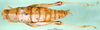 CollectionObject 1595426; 5e1e1297-315d-4e3c-bab2-769be349b2e4: female, dorsal view (syntype of Symbellia stigmatica). (CollectionObject).