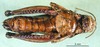 CollectionObject 1567291; 80fc37b2-a585-4321-8f44-2a5ac00dbc50: female, ventral view (paralectotype). (CollectionObject).