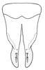 Subgenital plate, ventral view on Chinaia serrata Linnavuori, 1965: Male holotype [USNM]: valve and subgenital plates, ventral view. (Observation).