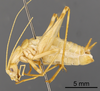 CollectionObject 1967348; e56c4af8-e986-4589-95eb-0338e709c221: Male, lateral view (paratype). (CollectionObject).