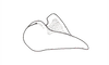 Dichroplus misionensis Carbonell, 1968: Fig. 96. epiphallus, lateral view. (Otu).