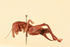 CollectionObject 1475091; 09d7d426-6c6f-4dde-bd3b-895bb7685670, NHMUK015982148: female, lateral view (holotype of Lencica ferruginea). (CollectionObject).