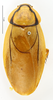 CollectionObject 1587372; MNHN(SF IMPORT DUPLICATE) MNHN-EP-EP1957, fd0cadea-c12b-4498-a0a5-6bb9b02f8e15: CC BY-NC-ND 4.0/MNHN - Depraetere Marion - 2014. Non type, sex unknown. Specimen number: MNHN-EP-EP1957. http://coldb.mnhn.fr/catalognumber/mnhn/ep/ep1957. (CollectionObject).