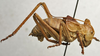 CollectionObject 1506654; a5296b48-1652-4983-a14d-8aa891826dbc: male, lateral view (paratype). (CollectionObject).