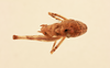 CollectionObject 1516709; b72ecd6d-263b-4082-b67c-7240ce7683d3, NHMUK015982191: nale, dorsal view (holotype). (CollectionObject).
