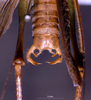 CollectionObject 1532849; 7d5bb87b-59a9-44f8-a8c6-f10f00559889: male cerci (lectotype). (CollectionObject).
