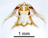 CollectionObject 1507480; a7baa946-634e-448d-8d86-36036ab641ae: Male genitalia, ventral view (holotype). (CollectionObject).