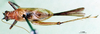 CollectionObject 1501912; 57c6d135-0343-4fe4-9e85-a4f637f4d73a: male, dorsal view. (CollectionObject).