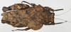 CollectionObject 1577286; cef85d91-92eb-4629-916b-32ed486bcdeb: female, dorsal view. (CollectionObject).
