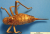 CollectionObject 1538365; 643e0cd6-c268-47d8-8383-0095c0a25e77: female, dorsal view (syntype of Ephippigera cucullata). (CollectionObject).