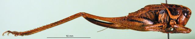 female, lateral view. Depicts CollectionObject 1502702; 5479f073-3cdd-4c64-929a-d8cf2028e1ae, a CollectionObject.