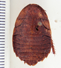Epilampra jorgenseni (Rehn, 1913): Photo by Heidi Hopkins. dorsal habitus. (Otu).