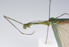 CollectionObject 1579395; 60bdcca9-f270-4b72-9239-3fb26c2b85b3: copyright ZMUH, Hamburg. male: head & thorax, lateral view (paratype). (CollectionObject).