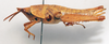 CollectionObject 1540558; fa17b110-c347-4c4e-bf09-9d43870e1416: female, lateral view (holotype). (CollectionObject).