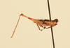 CollectionObject 2077805; NHMUK016032410, fe0eee91-66cb-4ec2-845a-e848245b8485: Santanderia lita Hebard, 1923. Lateral view. (CollectionObject).