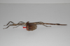 CollectionObject 1556975; b896c180-471c-4a8d-b0c1-e07fda41ccd0: copyright ZSMC, Munich. female, lateral view (paratype). (CollectionObject).;CollectionObject 1556976; aea37043-5945-4aee-a93e-30b84a4defd9: copyright ZSMC, Munich. female, lateral view (paratype). (CollectionObject).