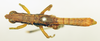 CollectionObject 1518358; 30e4bf80-ba87-4333-b079-a5dcf3de7fb7: male, dorsal view (lectotype). (CollectionObject).