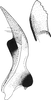 Stylus: !! display not done !! on Graphocraerus ventralis (Fallén, 1806): Stylus. (Observation).