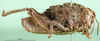 CollectionObject 1501179; c7e906df-b396-4b6b-804a-b18685f82620, DORSA BA000459S01: female nymph, lateral view (holotype of Paranocarodes atympanicus). (CollectionObject).