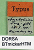 CollectionObject 1500658; c6bcc54e-a1d0-4a31-b4ea-2ec9c9e5d236: labels (holotype). (CollectionObject).