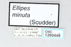 CollectionObject 2868874; e323f38c-618c-45c0-a46c-ca5238c3e6ea, CNCI 1260449: Ellipes minuta. (CollectionObject).
