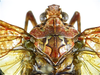 Habitus, dorsal view on Chilobia flora Audibert & Porion, 2016: (Observation).