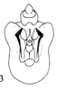 Pygofer, ventral view: (Observation).