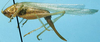 CollectionObject 1522304; d2ca0bb4-0c5c-4c5f-acf6-fce6c93c88ce: female, lateral view (holotype). (CollectionObject).