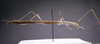 CollectionObject 1583261; 8c02656e-07c5-4027-9a21-6c910862d884: copyright CNHM, Zagreb. female (non-type? No data). (CollectionObject).